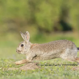 European Rabbit motion European Rabbit motion