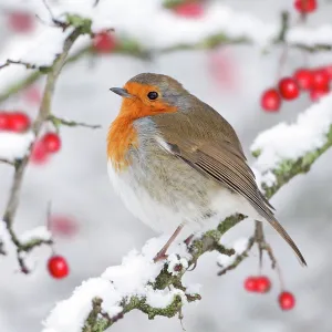 European Robin European Robin