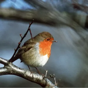 European ROBIN - on branch European ROBIN - on branch