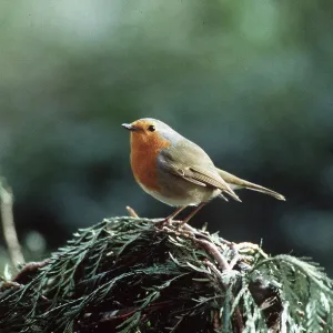 EUROPEAN ROBIN - on evergreen EUROPEAN ROBIN - on evergreen