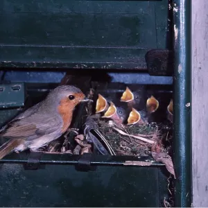 European ROBIN - at nest in a shed with young European ROBIN - at nest in a shed with young
