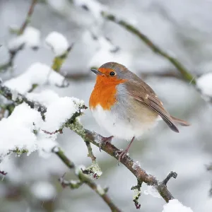 European Robin in snow - Close-up showing puffed European Robin in snow - Close-up showing puffed