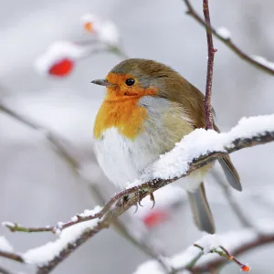 European Robin - In winter with snow European Robin - In winter with snow