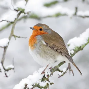 European Robin - in winter - on snowy branch European Robin - in winter - on snowy branch
