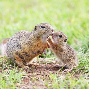 European Suslik / Souslik / Ground Squirrel - female