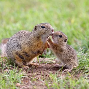 European Suslik / Souslik / Ground Squirrel - mother