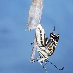 European Swallowtail BUTTERFLY - emerging from pupa European Swallowtail BUTTERFLY - emerging from pupa