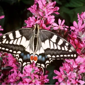 European Swallowtail BUTTERFLY - on flower European Swallowtail BUTTERFLY - on flower