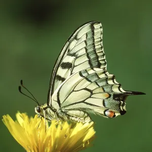 European Swallowtail BUTTERFLY - Male European Swallowtail BUTTERFLY - Male