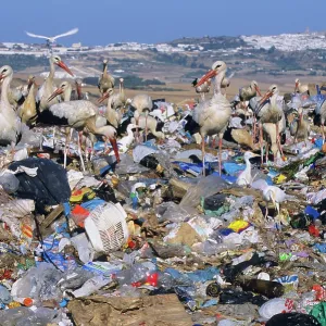 European White Stork - at rubbish tip