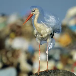 European White Stork - trapped in plastic bag in