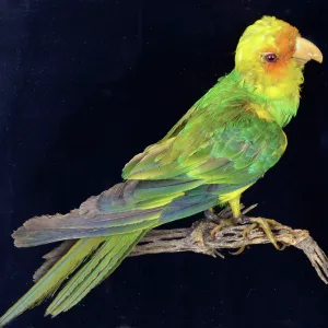 Extinct since 1918, formwerly large flocks inhabited Extinct since 1918, formwerly large flocks inhabited