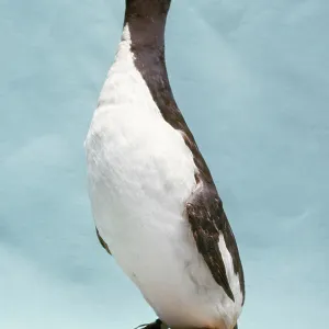 EXTINCT BIRD - GREAT AUK EXTINCT BIRD - GREAT AUK