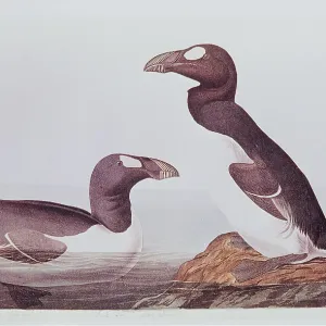 EXTINCT BIRD - Great Auk - Audobon EXTINCT BIRD - Great Auk - Audobon