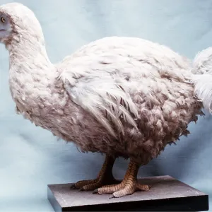 EXTINCT BIRD - SOLITAIRE EXTINCT BIRD - SOLITAIRE