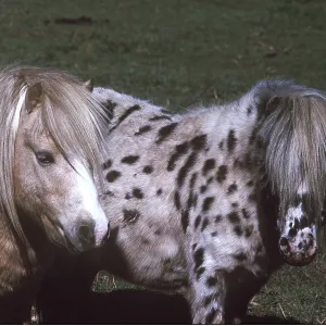 FALABELLA TOY HORSES FALABELLA TOY HORSES