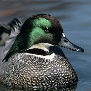 Falcated DUCK - close-up Falcated DUCK - close-up