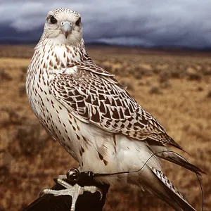 FALCONRY - Gyr falcon on perch FALCONRY - Gyr falcon on perch
