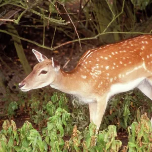 Fallow DEER Fallow DEER