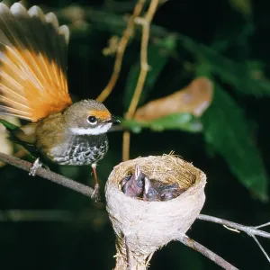 Fantail Rufous - with newborn in nest Fantail Rufous - with newborn in nest