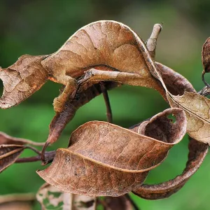 Collections: Feature Idea - Animal Camouflage