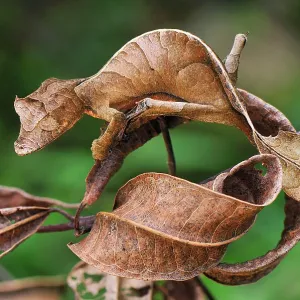 Collections: Feature Idea - Animal Camouflage