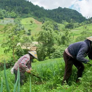 Farmers tending onion and carrot crops Farmers tending onion and carrot crops