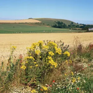 FARMING - wild flowers growing in field margin FARMING - wild flowers growing in field margin