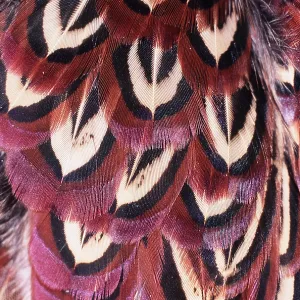 FEATHER - Pheasant feather close-up FEATHER - Pheasant feather close-up