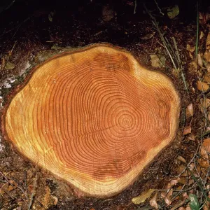 Felled Larch - showing growth rings on stump Felled Larch - showing growth rings on stump