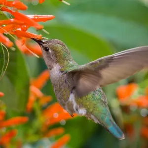 Female Anna's Hummingbird (Calypte anna) feeding Female Anna's Hummingbird (Calypte anna) feeding