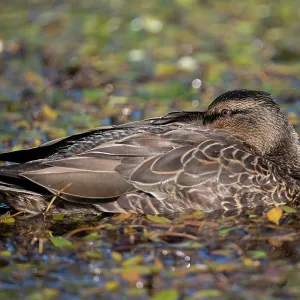Female Mallard