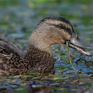 Female Mallard