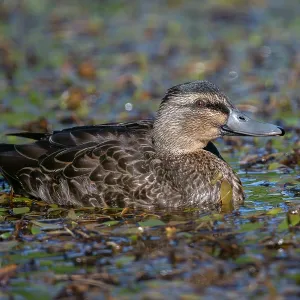 Female Mallard