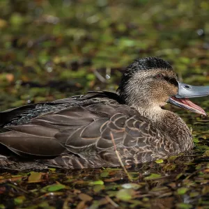 Female Mallard