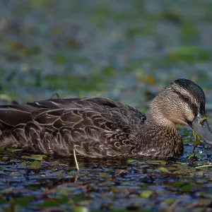 Female Mallard