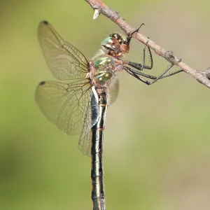 Female of Orange-spotted emerald (Oxygastra curtisii) perched on branch, Piedmont, Italy Female of Orange-spotted emerald (Oxygastra curtisii) perched on branch, Piedmont, Italy