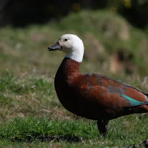 Female Paradise Shelduck