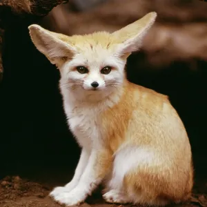 FENNEC FOX - sitting FENNEC FOX - sitting