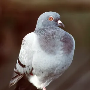 Feral / Urban / Town / Rock PIGEONS / Rock Dove Feral / Urban / Town / Rock PIGEONS / Rock Dove