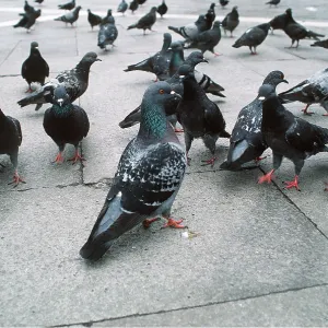 Feral / Urban / Town / Rock PIGEONS / Rock Dove Feral / Urban / Town / Rock PIGEONS / Rock Dove