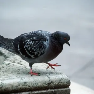 Feral / Urban / Town / Rock PIGEONS / Rock Dove - close-up Feral / Urban / Town / Rock PIGEONS / Rock Dove - close-up