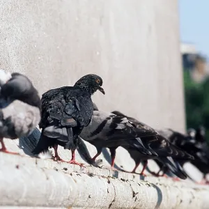 Feral / Urban / Town / Rock PIGEONS / Rock Dove - x eight Feral / Urban / Town / Rock PIGEONS / Rock Dove - x eight
