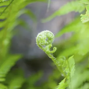 Fern, Mass of green coloured foliage growing wild Fern, Mass of green coloured foliage growing wild
