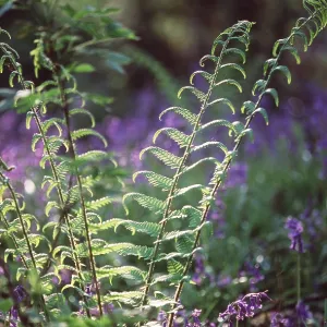 FERNS - In Spring, merged with Bluebells FERNS - In Spring, merged with Bluebells