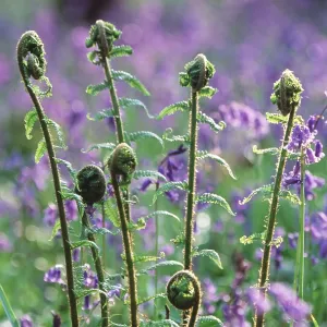 FERNS - Unfurling in Spring, merged with Bluebells FERNS - Unfurling in Spring, merged with Bluebells