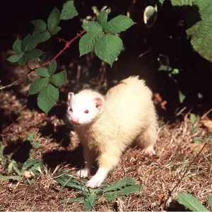 FERRET - Albino FERRET - Albino