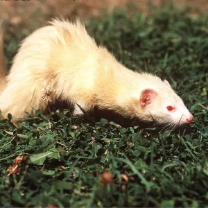 FERRET - Albino, close to the ground FERRET - Albino, close to the ground