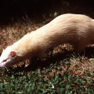 FERRET - walking FERRET - walking