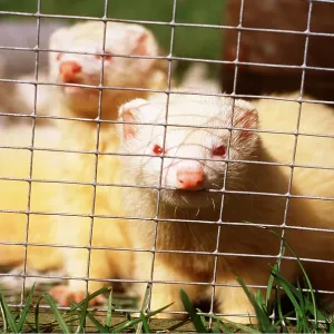 FERRETS x two - Looking through bars in cage FERRETS x two - Looking through bars in cage